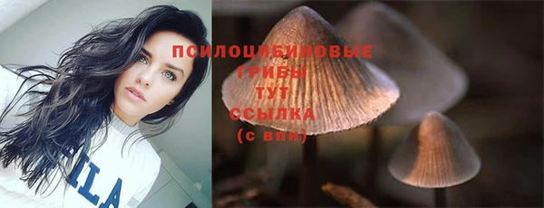сатива Зеленокумск