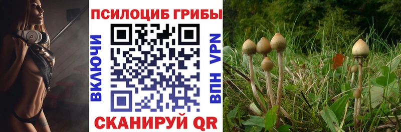Псилоцибиновые грибы Cubensis Камышлов